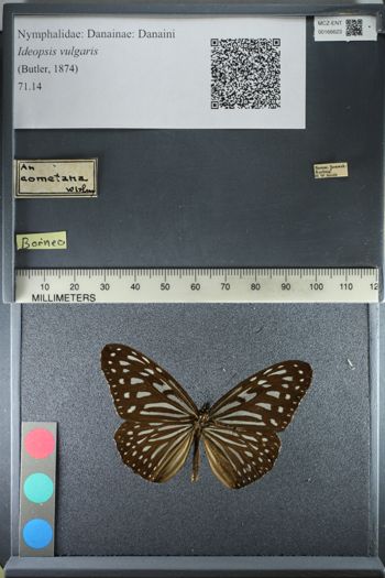 Media type: image;   Entomology 166623